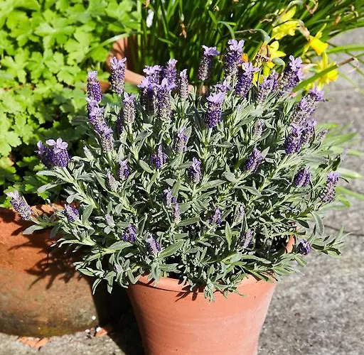 فندق مبيت وإفطار The Blue House 2*